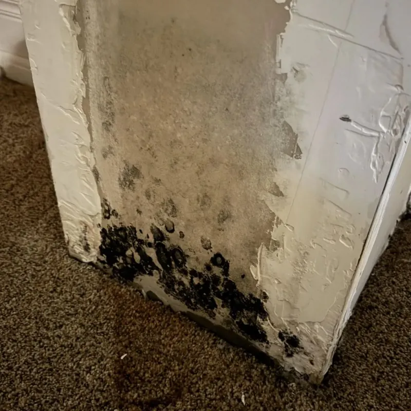 Professional Mold Removal in Beebe, AR